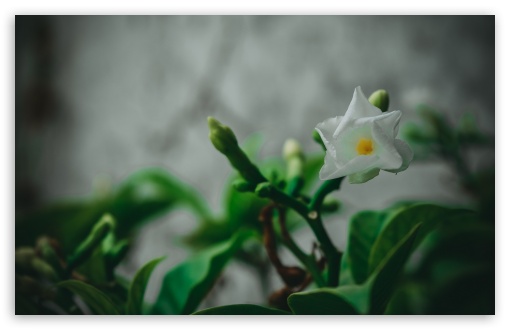 White Flower UltraHD Wallpaper for 8K UHD TV 16:9 Ultra High Definition 2160p 1440p 1080p 900p 720p ; Widescreen 16:10 5:3 WHXGA WQXGA WUXGA WXGA WGA ; Fullscreen 3:2 DVGA HVGA HQVGA ( Apple PowerBook G4 iPhone 4 3G 3GS iPod Touch ) ;