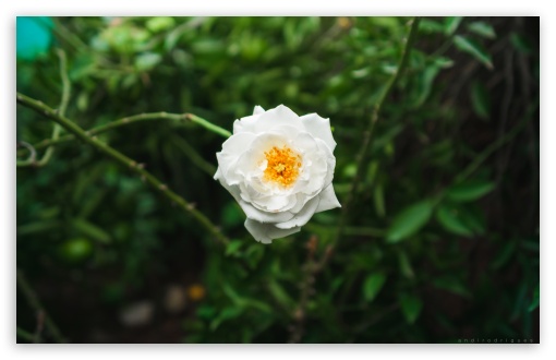 White Flower UltraHD Wallpaper for UHD 16:9 ; HD 16:9 ; Widescreen 16:10 5:3 ; Fullscreen 3:2 ; Tablet 1:1 ; Mobile 9:16 2:3 3:5 3:4 ;