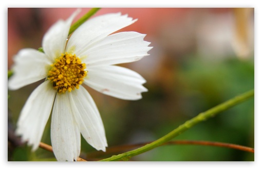 White Flower UltraHD Wallpaper for UHD 16:9 ; HD 16:9 ; Widescreen 16:10 5:3 ; Fullscreen 4:3 5:4 3:2 ; Tablet 1:1 ;