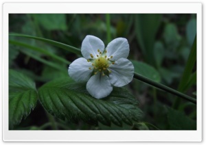 White Flower 4K UHD Wallpaper for Widescreen and UltraWide Desktop, UltraHD TV, Smartphone, Tablet
