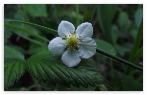 White Flower UltraHD Wallpaper for UHD 16:9 ; HD 16:9 ; Widescreen 16:10 5:3 ; Fullscreen 4:3 ;