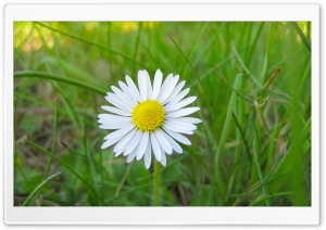White Flower and Green Grass Ultra HD Wallpaper for 4K UHD Widescreen desktop, tablet & smartphone