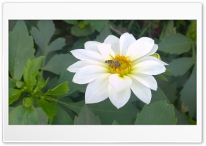 White Flower Bee 4K UHD Wallpaper for Widescreen and UltraWide Desktop, UltraHD TV, Smartphone, Tablet