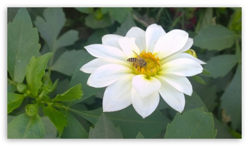 White Flower Bee UltraHD Wallpaper for HD 16:9 ;