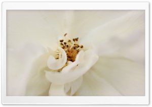 White Flower Close Up Ultra HD Wallpaper for 4K UHD Widescreen desktop, tablet & smartphone