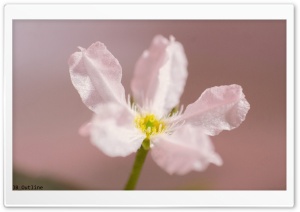 White Flower Close-up Ultra HD Wallpaper for 4K UHD Widescreen desktop, tablet & smartphone