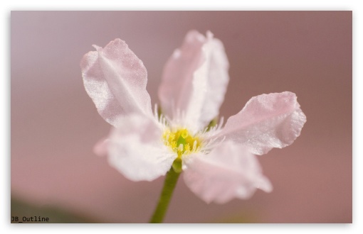 White Flower Close-up UltraHD Wallpaper for UHD 16:9 ; HD 16:9 ; Widescreen 16:10 5:3 ; Tablet 1:1 ;