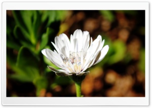 White Flower in a Dark World Ultra HD Wallpaper for 4K UHD Widescreen desktop, tablet & smartphone