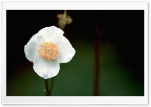 White Flower in the Dark Ultra HD Wallpaper for 4K UHD Widescreen desktop, tablet & smartphone