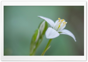 White Flower Macro Ultra HD Wallpaper for 4K UHD Widescreen desktop, tablet & smartphone
