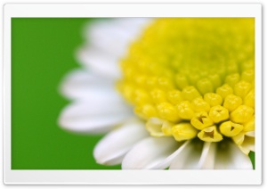White Flower Macro Green Background Ultra HD Wallpaper for 4K UHD Widescreen desktop, tablet & smartphone