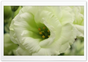 White Flower Macro Photography Ultra HD Wallpaper for 4K UHD Widescreen desktop, tablet & smartphone