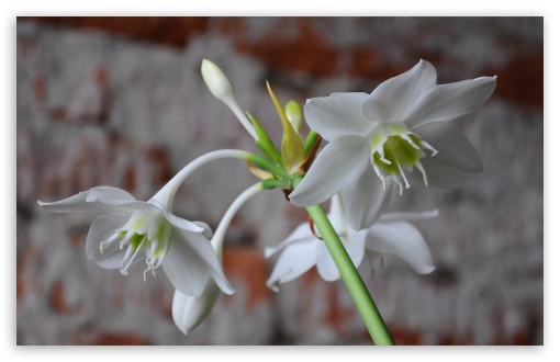 White Flowers UltraHD Wallpaper for UHD 16:9 ; HD 16:9 ; Widescreen 16:10 5:3 ; Fullscreen 4:3 5:4 3:2 ; Tablet 1:1 ; Mobile 3:5 3:4 ; Dual 4:3 5:4 ;