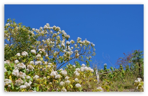 White Flowers and Blue Sky UltraHD Wallpaper for HD 16:9 ; Widescreen 16:10 5:3 ; Fullscreen 3:2 ; Tablet 1:1 ;