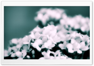 White Flowers Bokeh Ultra HD Wallpaper for 4K UHD Widescreen desktop, tablet & smartphone
