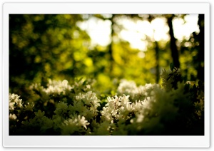 White Flowers Bush Ultra HD Wallpaper for 4K UHD Widescreen desktop, tablet & smartphone