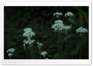 White Flowers, Garden Ultra HD Wallpaper for 4K UHD Widescreen desktop, tablet & smartphone