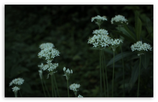 White Flowers, Garden UltraHD Wallpaper for UHD 16:9 ; HD 16:9 ; Widescreen 16:10 5:3 ; Fullscreen 4:3 5:4 3:2 ; Mobile 3:5 3:4 ;