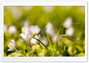 White Flowers Meadow Ultra HD Wallpaper for 4K UHD Widescreen desktop, tablet & smartphone
