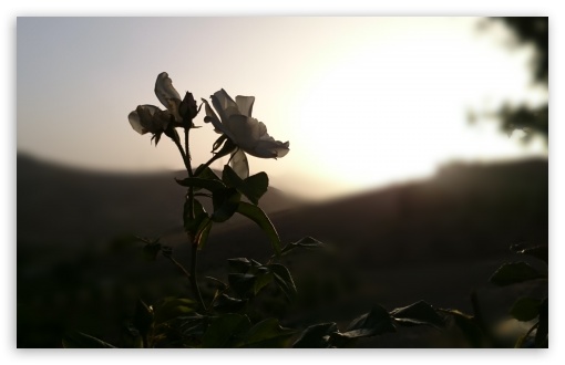 White Flowers Seem to be Black UltraHD Wallpaper for UHD 16:9 ; HD 16:9 ; Widescreen 16:10 5:3 ; Fullscreen 4:3 5:4 3:2 ; Tablet 1:1 ; Mobile 3:5 3:4 ;