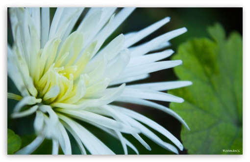 White Flowers with Thin Petals UltraHD Wallpaper for UHD 16:9 2160p 1440p 1080p 900p 720p ; 8K UHD TV 16:9 Ultra High Definition 2160p 1440p 1080p 900p 720p ; Widescreen 16:10 WHXGA WQXGA WUXGA WXGA ; Fullscreen 3:2 DVGA HVGA HQVGA ( Apple PowerBook G4 iPhone 4 3G 3GS iPod Touch ) ; Tablet 1:1 ; Mobile 3:5 3:4 - ;