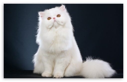 fluffy cat wallpaper widescreen