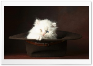 White Fluffy Kitten Ultra HD Wallpaper for 4K UHD Widescreen desktop, tablet & smartphone