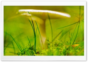 White Forest Mushroom Ultra HD Wallpaper for 4K UHD Widescreen desktop, tablet & smartphone