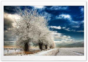 White Frozen Trees Ultra HD Wallpaper for 4K UHD Widescreen desktop, tablet & smartphone