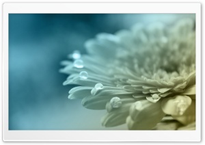 White Gerbera Ultra HD Wallpaper for 4K UHD Widescreen desktop, tablet & smartphone