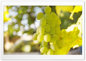 White Grape Ultra HD Wallpaper for 4K UHD Widescreen desktop, tablet & smartphone