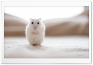 White Hamster Ultra HD Wallpaper for 4K UHD Widescreen desktop, tablet & smartphone