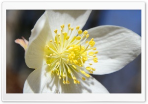 White Hellebore Flower Macro Ultra HD Wallpaper for 4K UHD Widescreen desktop, tablet & smartphone