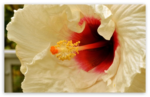 White Hibiscus UltraHD Wallpaper for HD 16:9 ; Widescreen 16:10 5:3 ; Fullscreen 4:3 5:4 3:2 ;