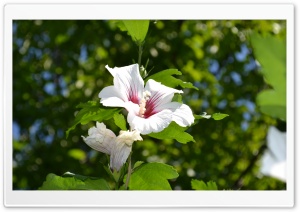 White Hibiscus Ultra HD Wallpaper for 4K UHD Widescreen desktop, tablet & smartphone