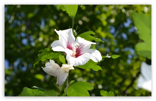 White Hibiscus UltraHD Wallpaper for UHD 16:9 2160p 1440p 1080p 900p 720p ; 8K UHD TV 16:9 Ultra High Definition 2160p 1440p 1080p 900p 720p ; Widescreen 16:10 5:3 WHXGA WQXGA WUXGA WXGA WGA ; Fullscreen 4:3 5:4 3:2 UXGA XGA SVGA QSXGA SXGA DVGA HVGA HQVGA ( Apple PowerBook G4 iPhone 4 3G 3GS iPod Touch ) ; Tablet 1:1 ; Mobile 3:5 3:4 - ;