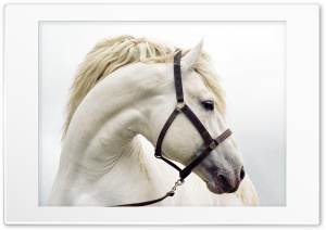 White Horse Ultra HD Wallpaper for 4K UHD Widescreen desktop, tablet & smartphone