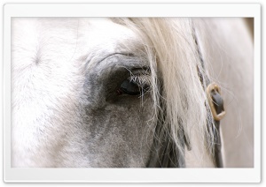 White Horse Eye Ultra HD Wallpaper for 4K UHD Widescreen desktop, tablet & smartphone