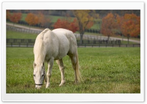 White Horse Grazing Ultra HD Wallpaper for 4K UHD Widescreen desktop, tablet & smartphone