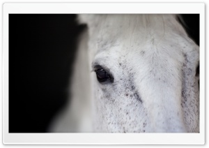 White Horse Portrait Ultra HD Wallpaper for 4K UHD Widescreen desktop, tablet & smartphone