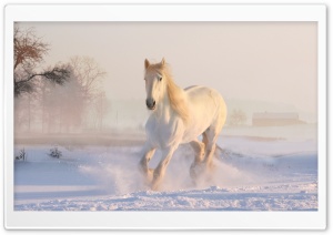 White Horse Running in Snow Ultra HD Wallpaper for 4K UHD Widescreen Desktop, Lockscreen, Screensaver, TV, Tablet, Smartphone