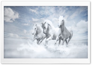 White Horses Ultra HD Wallpaper for 4K UHD Widescreen desktop, tablet & smartphone