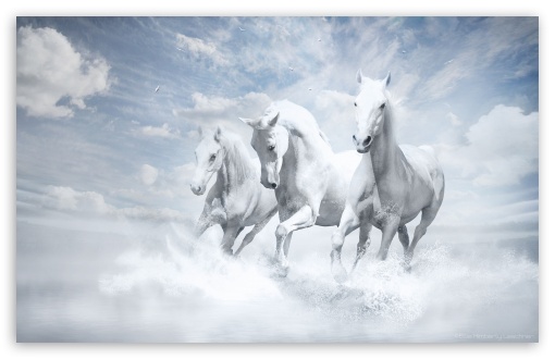 White Horses UltraHD Wallpaper for HD 16:9 ; Widescreen 16:10 5:3 ; Fullscreen 4:3 5:4 3:2 ; Tablet 1:1 ;