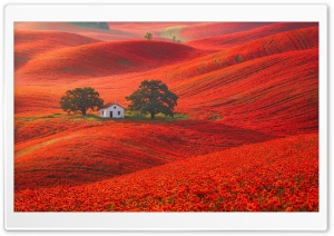 White House Between Trees in Red Flower Hills 4K UHD Wallpaper for Widescreen and UltraWide Desktop, UltraHD TV, Smartphone, Tablet