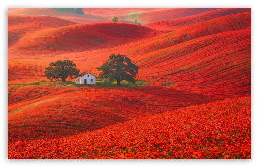 White House Between Trees in Red Flower Hills UltraHD Wallpaper for UHD 16:9 ; HD 16:9 ; UltraWide 21:9 24:10 32:9 32:10 ; Widescreen 16:10 ; Tablet 1:1 ; Mobile 9:16 9:19.5 9:20 9:21 9:22 ; Dual 16:10 16:9 ;