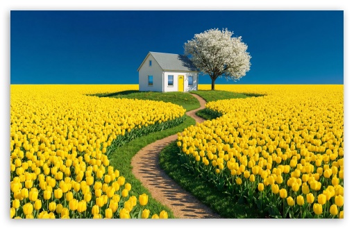 White House in a Yellow Tulip Flower Field UltraHD Wallpaper for UHD 16:9 ; HD 16:9 ; UltraWide 21:9 24:10 32:9 32:10 ; Widescreen 16:10 ; Tablet 1:1 ; Dual 16:10 16:9 ;