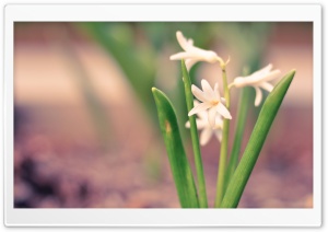 White Hyacinth Ultra HD Wallpaper for 4K UHD Widescreen desktop, tablet & smartphone