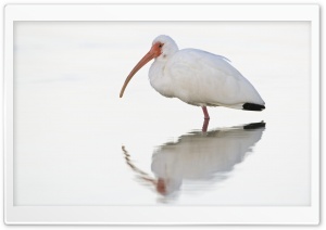 White Ibis At Dawn Fort Meyers Florida Ultra HD Wallpaper for 4K UHD Widescreen desktop, tablet & smartphone