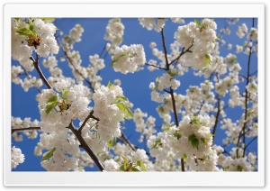 White Japanese Cherry Blossom Ultra HD Wallpaper for 4K UHD Widescreen desktop, tablet & smartphone