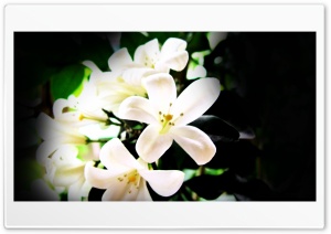white jasmines Ultra HD Wallpaper for 4K UHD Widescreen desktop, tablet & smartphone